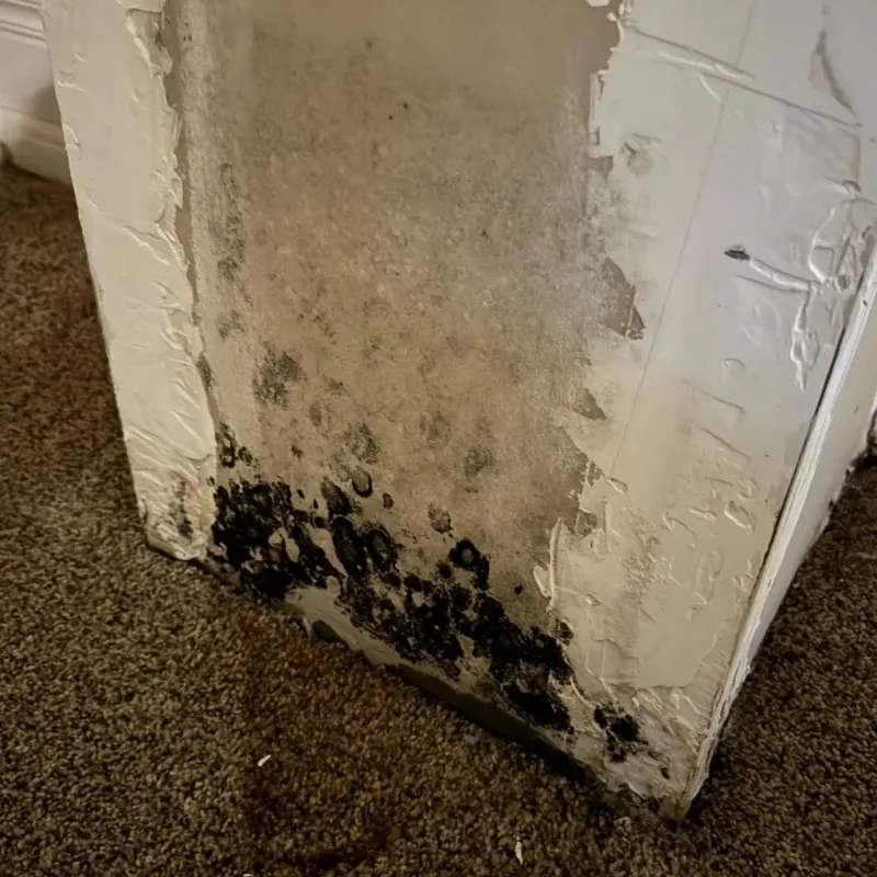 Professional Mold Removal in Bend, OR